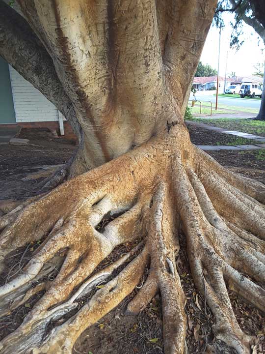 Tree Strength