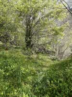 Green Woodland