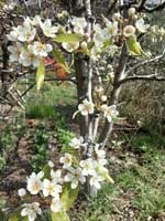 Pear Blossom
